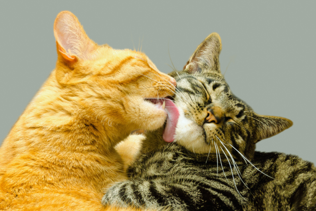 cats licking each other -how to keep the peace in a mult-cat home