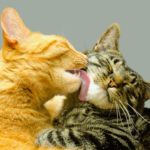cats licking each other -how to keep the peace in a mult-cat home