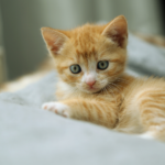 featured image for cat naming guide featuring a yellow kitten