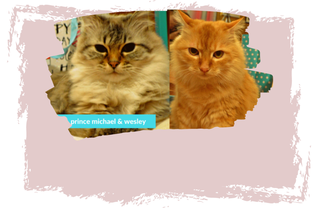 Happy Birthday Meow Meows!!