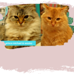 Happy Birthday Meow Meows!!