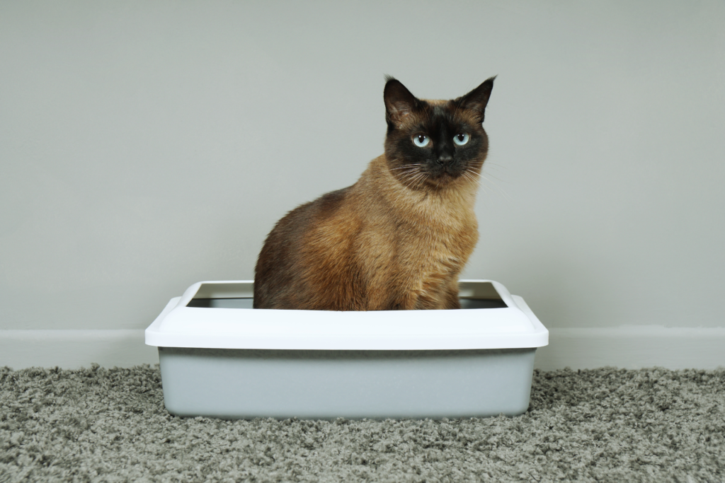cat in a litter box. My Honest Pretty Litter Review