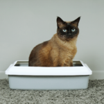 cat in a litter box. My Honest Pretty Litter Review