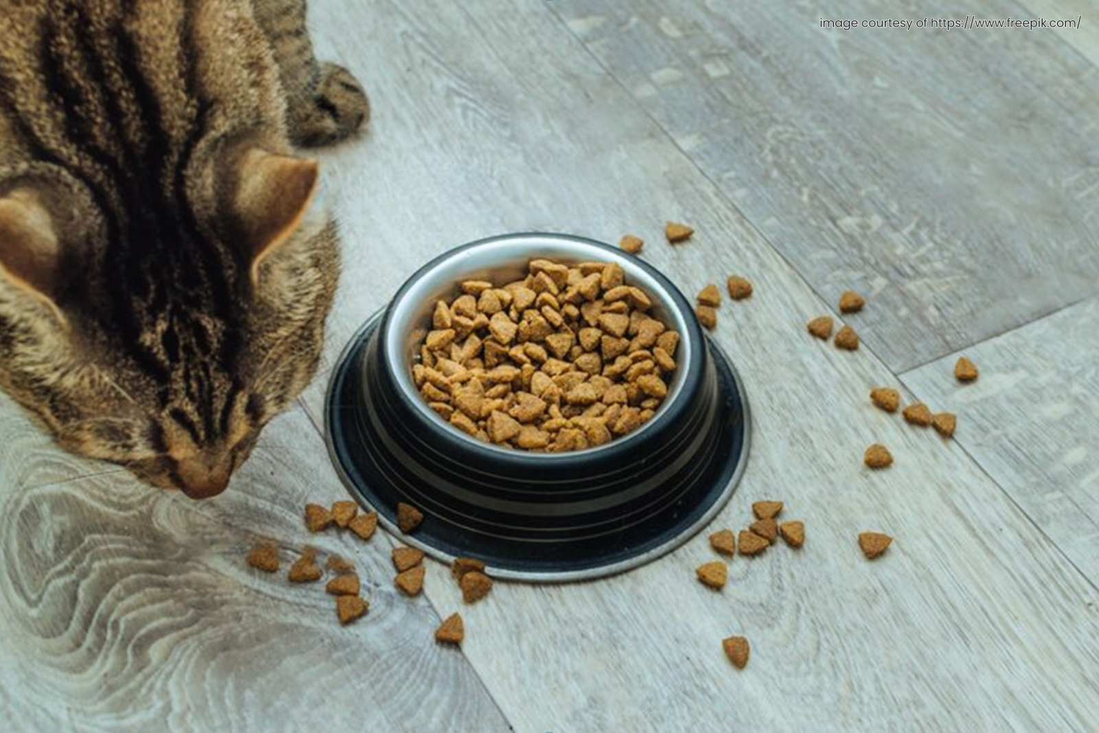 Discover 7 easy, no-cook DIY cat treats perfect for picky eaters! image from freepix.com