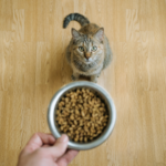 a cat getting her daily feed, an important part of a routine