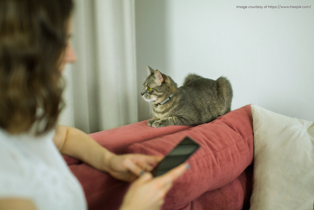Snap the Cat: How to Take Instagram-Worthy Photos and Videos of Your Feline