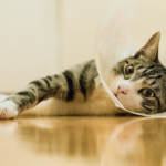 featured image for What to expect when you get your cat spayed or neutered