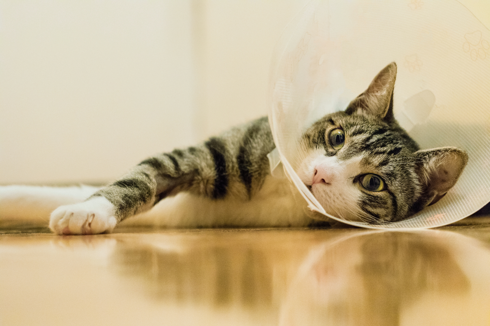featured image for What to expect when you get your cat spayed or neutered