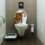featured image of a cat standing on a toilet for post How To Toilet Train Your Cat In 14 Days Or Less