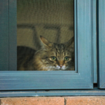 cat looking out the window hoping that you know How to make sure your cat is well cared for when you are traveling
