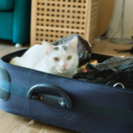 featured image for Budget-friendly and stress-reducing travel tips for cat parents