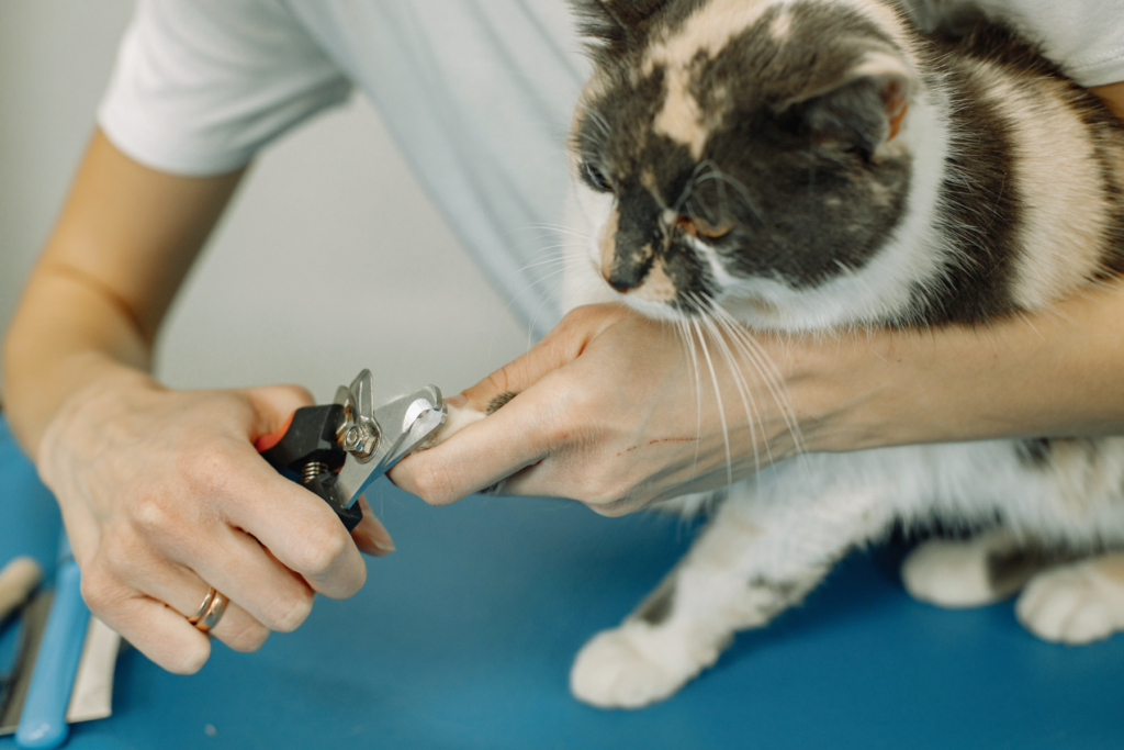 cat having a nail trim. How to trim a cats claws