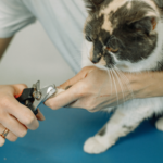 cat having a nail trim. How to trim a cats claws