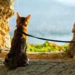 image featuring a cat on a leash for how to train your cat to walk on a leash